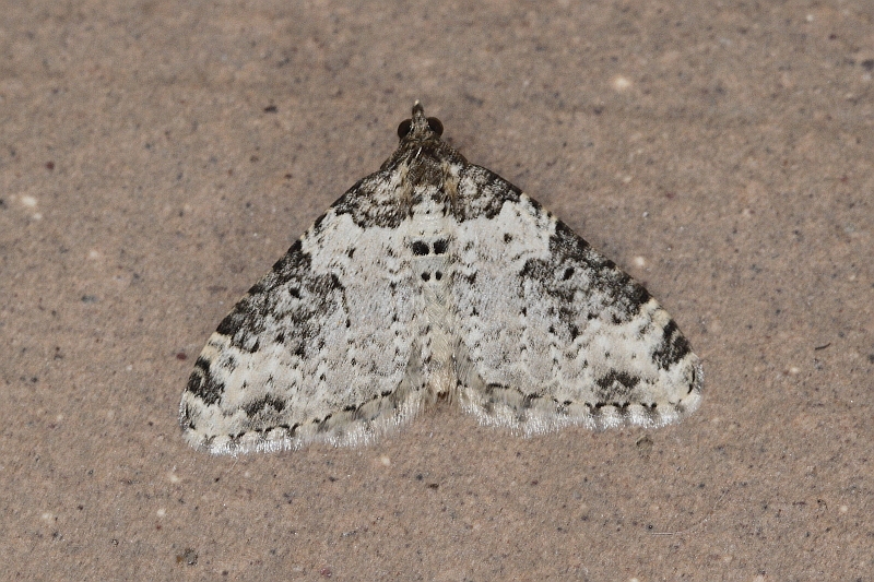 Xanthorhoe fluctuata (Garden Carpet).JPG